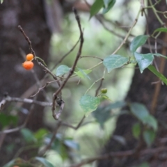 Gynochthodes jasminoides at Moruya, NSW - 4 Mar 2024