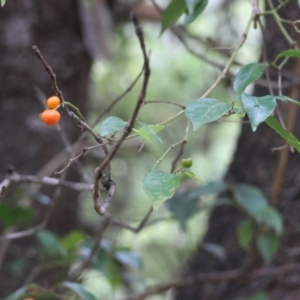 Gynochthodes jasminoides at Moruya, NSW - 4 Mar 2024