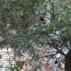 Gynochthodes jasminoides at Moruya, NSW - suppressed