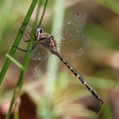 Hemicordulia australiae (Australian Emerald) at Broulee Moruya Nature Observation Area - 4 Mar 2024 by LisaH