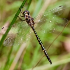 Hemicordulia australiae at Moruya, NSW - 4 Mar 2024