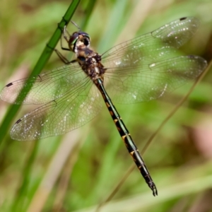 Hemicordulia australiae at Moruya, NSW - suppressed