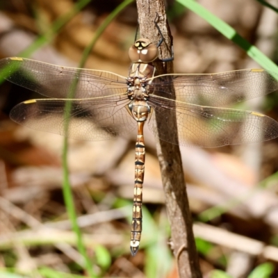 Adversaeschna brevistyla (Blue-spotted Hawker) at Broulee Moruya Nature Observation Area - 4 Mar 2024 by LisaH