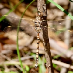 Adversaeschna brevistyla at Moruya, NSW - suppressed