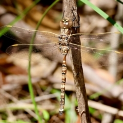 Adversaeschna brevistyla at Moruya, NSW - 4 Mar 2024