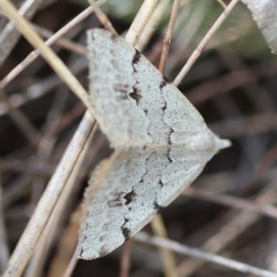 Dichromodes estigmaria (Pale Grey Heath Moth) at Broulee Moruya Nature Observation Area - 4 Mar 2024 by LisaH