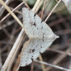 Unidentified Geometer moth (Geometridae) at Moruya, NSW - 4 Mar 2024 by LisaH