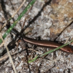 Lampropholis delicata (Delicate Skink) at Broulee Moruya Nature Observation Area - 4 Mar 2024 by LisaH