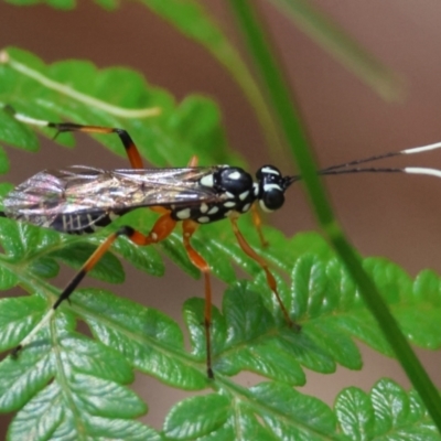 Xanthocryptus novozealandicus (Lemon tree borer parasite wasp) at Moruya, NSW - 4 Mar 2024 by LisaH