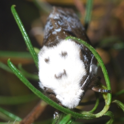 Genduara punctigera (Spotted Clear Winged Snout Moth) at Duffy, ACT - 2 Mar 2024 by Harrisi