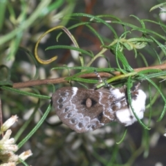 Genduara punctigera at Duffy, ACT - 2 Mar 2024 06:31 PM