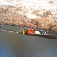 Braconidae (family) at Duffy, ACT - 2 Mar 2024