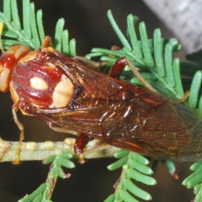 Pergagrapta polita (Sawfly) at Duffy, ACT - 2 Mar 2024 by Harrisi