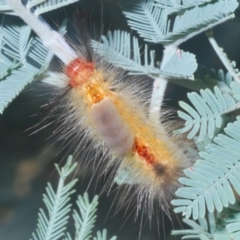 Orgyia anartoides (Painted Apple Moth) at Hall, ACT - 3 Mar 2024 by Harrisi