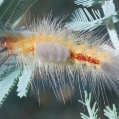 Orgyia anartoides at Hall, ACT - 3 Mar 2024 10:02 AM