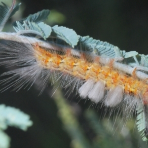 Orgyia anartoides at Hall, ACT - 3 Mar 2024 10:02 AM