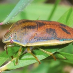 Coleotichus costatus (Green shield-backed bug) at Hall, ACT - 3 Mar 2024 by Harrisi