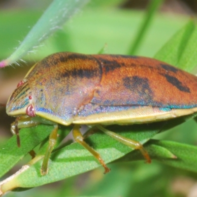 Coleotichus costatus (Green shield-backed bug) at Hall, ACT - 3 Mar 2024 by Harrisi