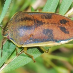 Coleotichus costatus at Hall, ACT - 3 Mar 2024