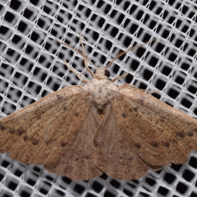 Parosteodes fictiliaria (Dodonaea Moth) at QPRC LGA - 4 Mar 2024 by DianneClarke