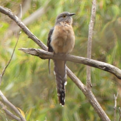 Cacomantis flabelliformis (Fan-tailed Cuckoo) at Woodlands, NSW - 27 Feb 2024 by Curiosity