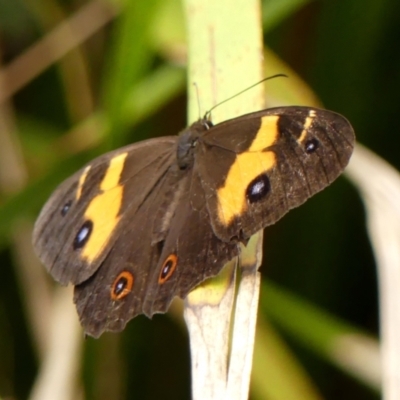 Tisiphone abeona (Varied Sword-grass Brown) at Woodlands - 27 Feb 2024 by Curiosity