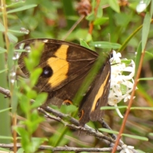 Tisiphone abeona at Wingecarribee Local Government Area - 28 Feb 2024