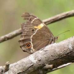 Tisiphone abeona at Wingecarribee Local Government Area - 28 Feb 2024