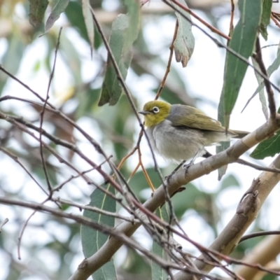 Zosterops lateralis (Silvereye) at Penrose - 4 Mar 2024 by Aussiegall