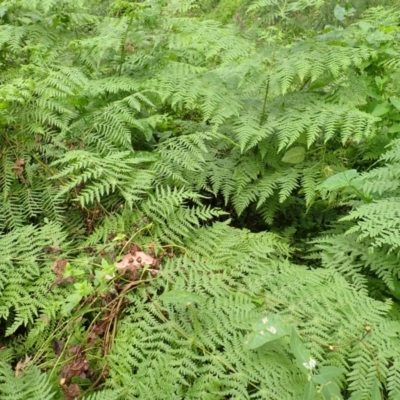 Histiopteris incisa (Bat's-Wing Fern) at Wingecarribee Local Government Area - 4 Mar 2024 by plants