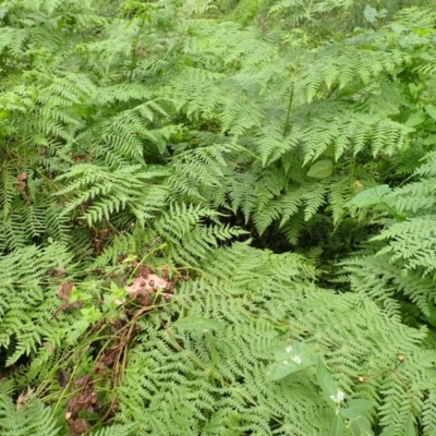 Histiopteris incisa (Bat's-Wing Fern) at East Kangaloon - 4 Mar 2024 by plants