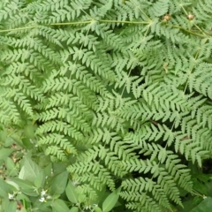 Histiopteris incisa at Wingecarribee Local Government Area - suppressed