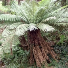 Dicksonia antarctica (Soft Treefern) at Wingecarribee Local Government Area - 4 Mar 2024 by plants