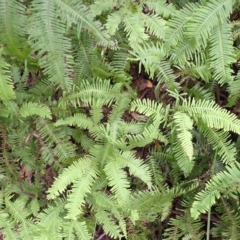 Sticherus lobatus (Spreading Fan Fern) at Wingecarribee Local Government Area - 4 Mar 2024 by plants