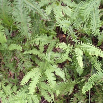 Sticherus lobatus (Spreading Fan Fern) at East Kangaloon - 4 Mar 2024 by plants