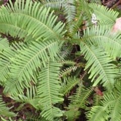 Sticherus lobatus at East Kangaloon - suppressed