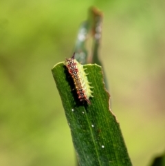 Doratifera quadriguttata (Four-spotted Cup Moth) at Penrose - 4 Mar 2024 by Aussiegall