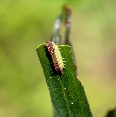 Doratifera quadriguttata (Four-spotted Cup Moth) at Penrose, NSW - 3 Mar 2024 by Aussiegall