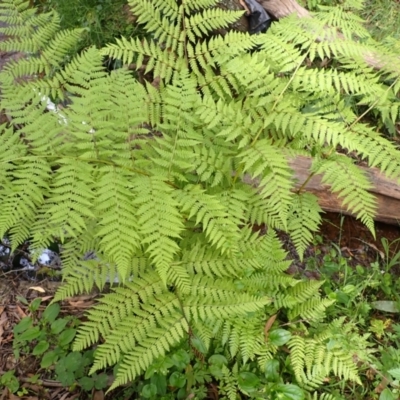 Diplazium australe (Austral Lady Fern) at East Kangaloon - 4 Mar 2024 by plants