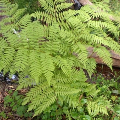 Diplazium australe (Austral Lady Fern) at Wingecarribee Local Government Area - 4 Mar 2024 by plants