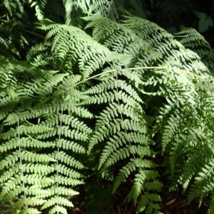 Histiopteris incisa at Morton National Park - suppressed