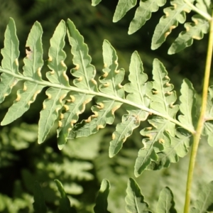 Histiopteris incisa at Morton National Park - suppressed