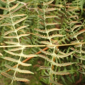 Histiopteris incisa at Morton National Park - 4 Mar 2024