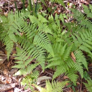 Hypolepis muelleri at Morton National Park - 4 Mar 2024