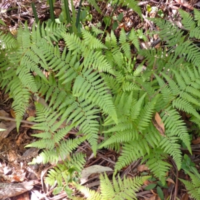 Hypolepis muelleri (Harsh Ground Fern, Swamp Bracken) at Fitzroy Falls, NSW - 3 Mar 2024 by plants