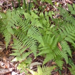 Hypolepis muelleri (Harsh Ground Fern, Swamp Bracken) at Fitzroy Falls - 3 Mar 2024 by plants