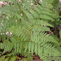 Hypolepis muelleri at Morton National Park - 4 Mar 2024