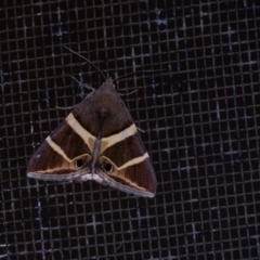 Grammodes oculicola (Small-eyed Box-Owlet) at Penrose, NSW - 4 Mar 2024 by Aussiegall