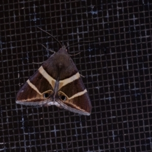 Grammodes oculicola at Wingecarribee Local Government Area - suppressed