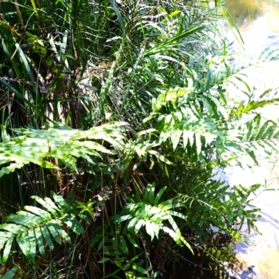 Blechnum minus (Soft Water Fern) at Wingecarribee Local Government Area - 3 Mar 2024 by plants